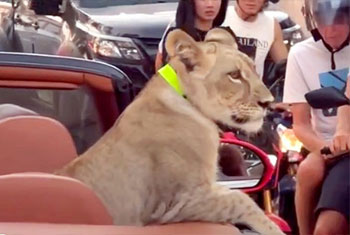 Sri Lankan faces charges in Thailand over pet lion joyride