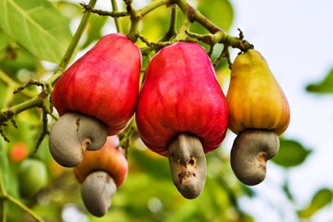 Sri Lanka to import 15,000 tonnes of cashew nuts in shell