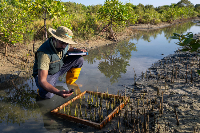 Sri Lanka declared UN World Restoration Flagship for efforts to restore mangroveecosystems