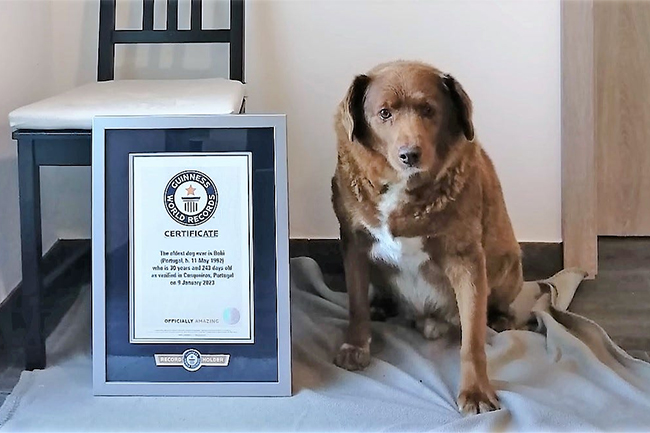 Bobi loses worlds oldest dog title after Guinness investigation