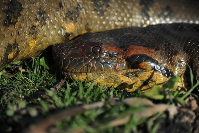 Worlds largest snake: New species of green anaconda discovered in Amazon
