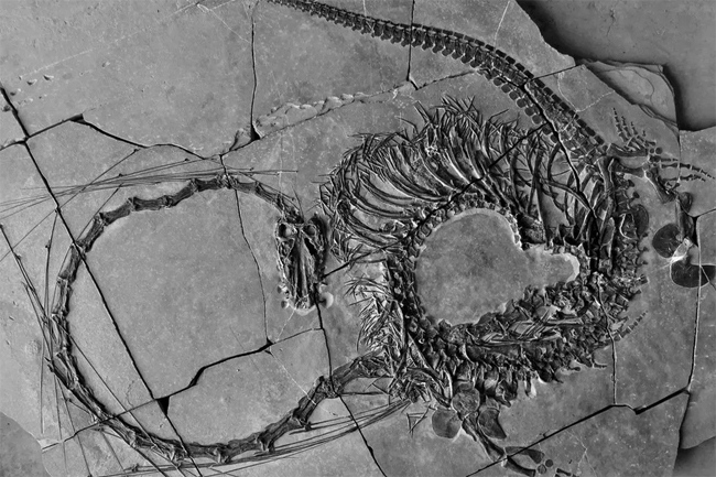 Scientists announce discovery of 240-million-year-old Chinese dragon fossil