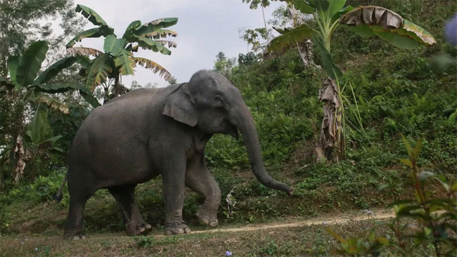 Bangladesh court halts wild elephant adoption