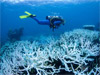 Australias Great Barrier Reef hit by mass coral bleaching