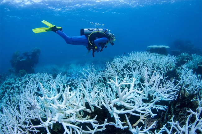 Australias Great Barrier Reef hit by mass coral bleaching