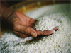 Govt expedites free rice distribution to low-income families
