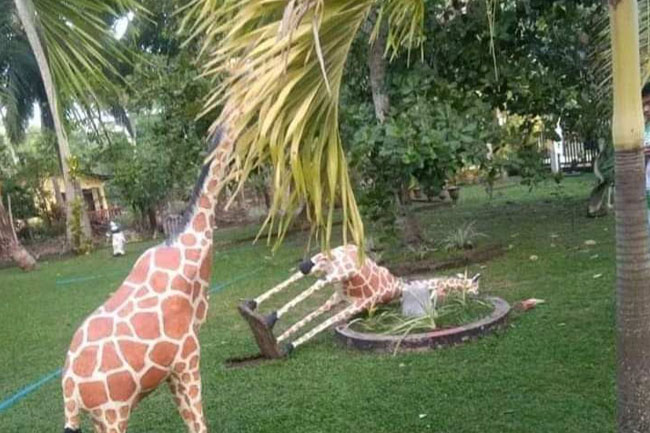 8-year-old dies after concrete giraffe falls on him in garden 