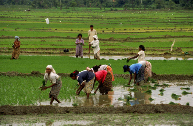 New regulations to be introduced for cultivating uncultivated land