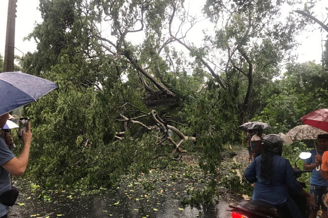 Fallen tree disrupts traffic on Colombo-Kandy main road