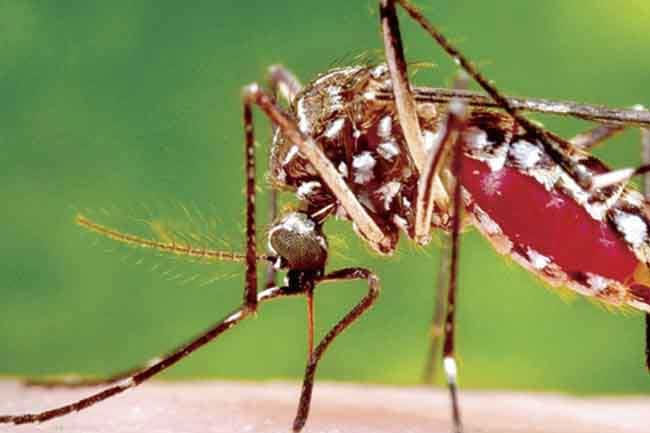 Over 25,000 dengue cases reported so far in 2024