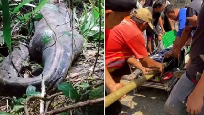 Indonesian woman found dead inside giant python