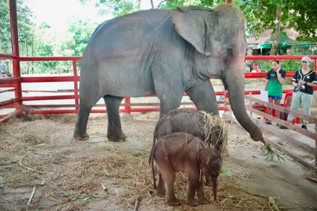 Rare twin elephants born in Thailand ‘miracle’