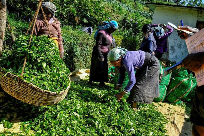 Petition against minimum daily wage of plantation workers fixed for hearing 