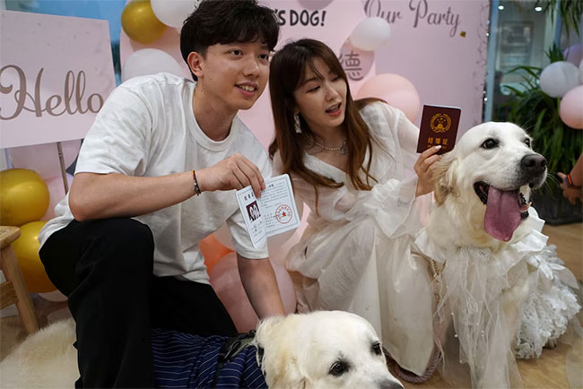  Puppy love: Canine weddings on the rise in China