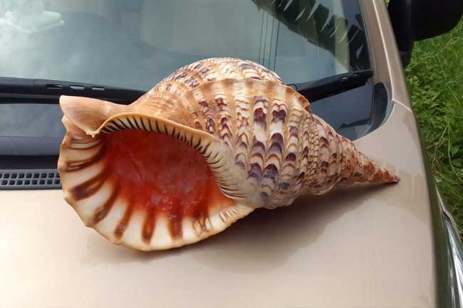 Youth arrested trying to sell rare conch shell in Marawila