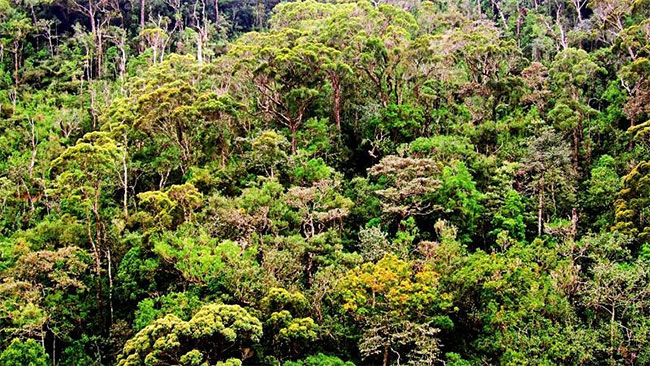 Sri Lanka unveils ambitious plans to boost forest coverage to 32% by 2030