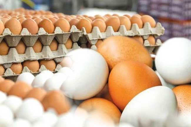 Govts decision to import eggs criticized