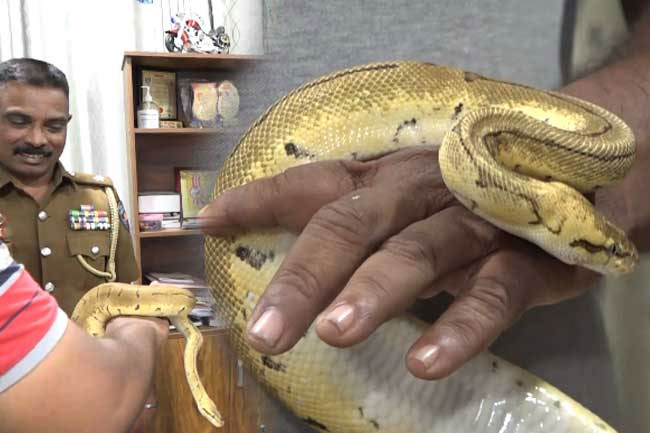 Police seize 4 pythons and marsh crocodile found hidden in pet shop