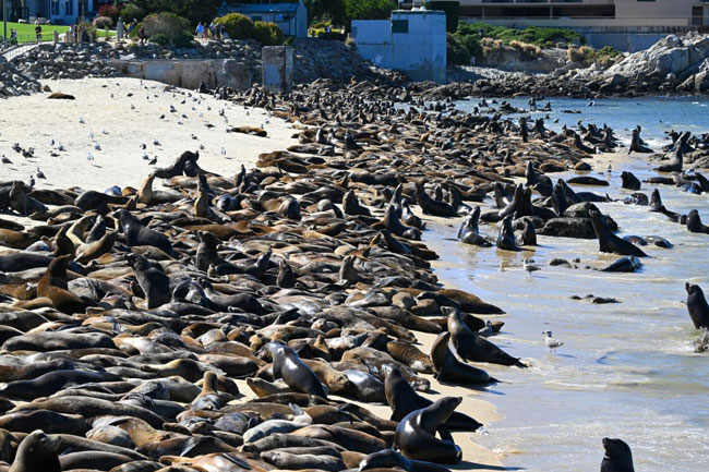 Sea lions take over California beach