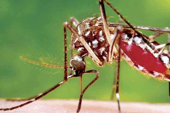 Over 2,400 Dengue cases reported so far in August 2024