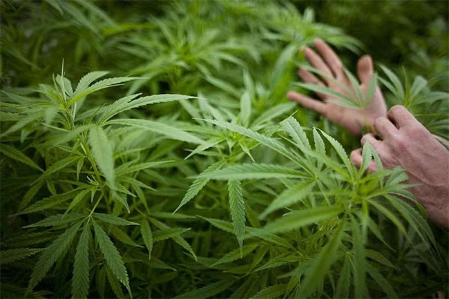 Govts cannabis investment plan: 30 parties express interest, projects to be based in Mirigama and Kandy