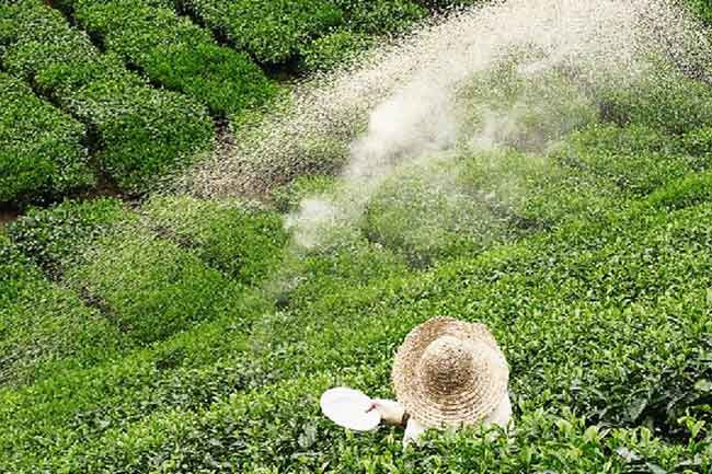 Price of tea fertilizer bag reduced by Rs. 4,000 as subsidy program re-implemented