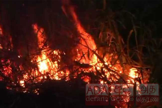 Massive forest fire engulfs over 20 acres of Nettamaluwa reserve