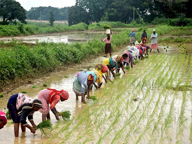 Govt. decides to write-off all crop loans of farmers