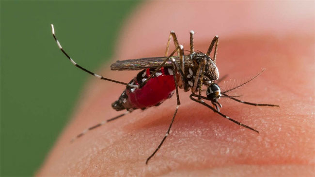 Uptick in dengue cases amid current weather conditions