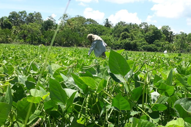 11,000 acres of land from Kantale Sugar Company allocated to farmers