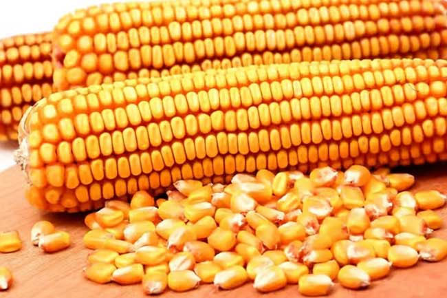 Sri Lanka to reduce maize imports by 50% next year