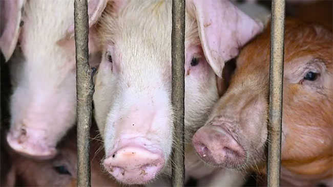 African swine fever spreads to several other provinces in Sri Lanka