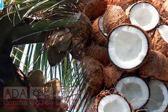 Decline in coconut production expected to last until April 2025