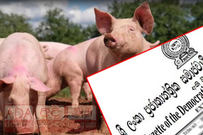 Sri Lanka relaxes restrictions on animal transport over African swine fever