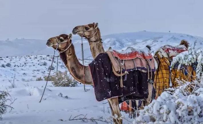 Saudi Arabian desert turned into winter wonderland for first time in ...