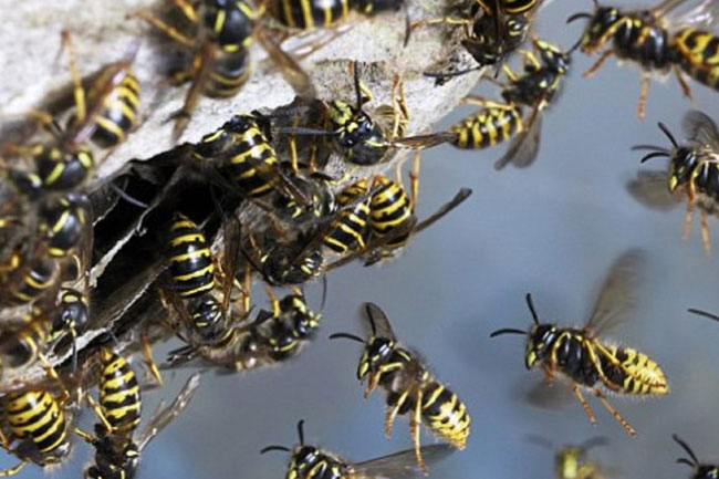 One dead, 6 injured in wasp attack on plantation workers in Pussellawa