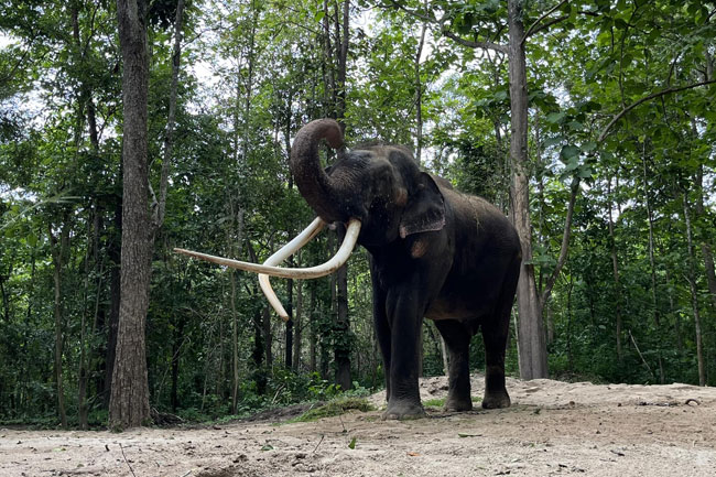 Muthu Raja: Thai vets consider trimming tusks of elephant repatriated from Sri Lanka