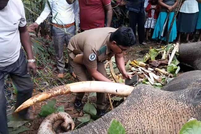 Tusker Deegadanthu 1 dies from electrocution 