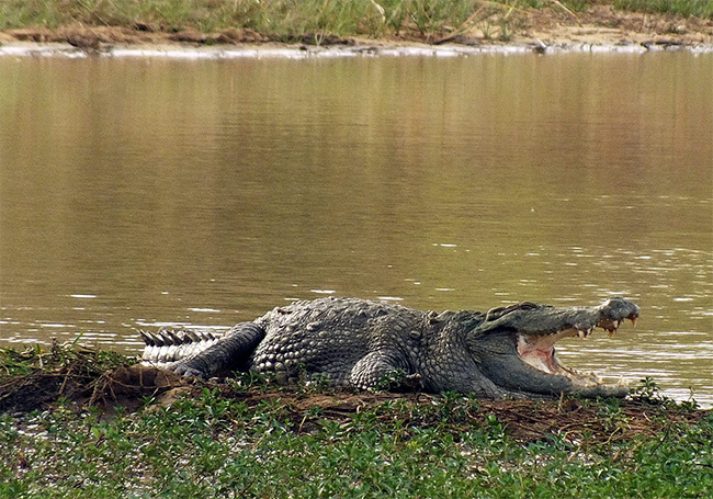 Man snatched by crocodile in Pottuvil