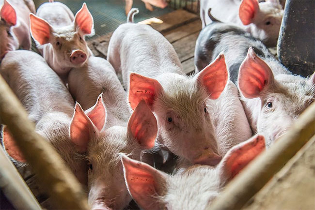 African swine fever controlled to some extent, says Veterinary Association