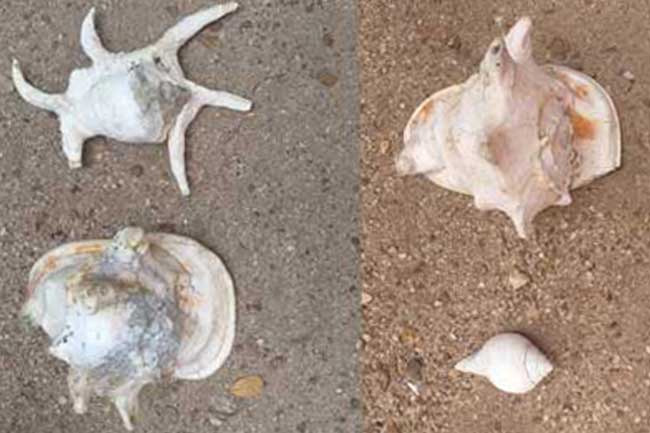 Four arrested over attempt to sell rare conch shells