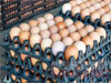 Egg prices drop ahead of festive season