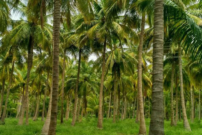 Fertilizer subsidies for coconut plantation owners