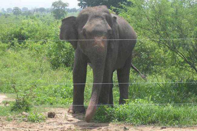 Unauthorized electric fences kill around 50 wild elephants in 2024