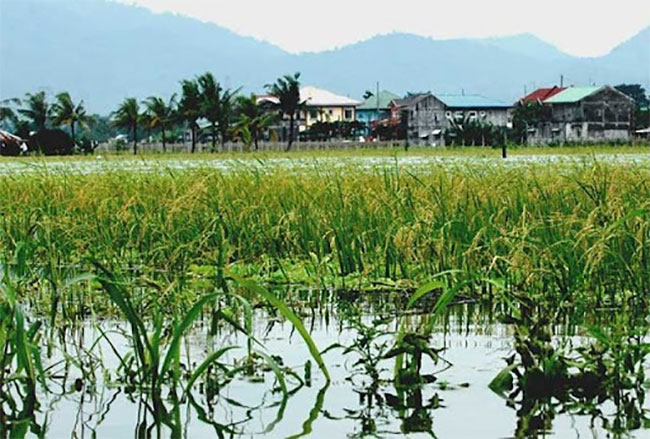 Govt. announces compensation for flood-affected farmers