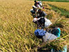 SME paddy businesses to get pledge loans at concessional rates every cultivation season