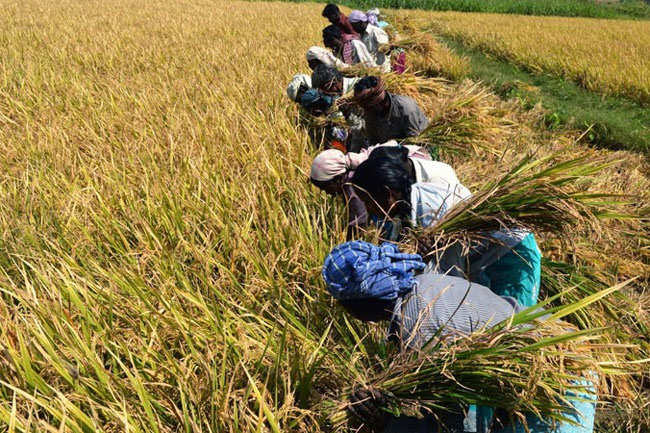 SME paddy businesses to get pledge loans at concessional rates every cultivation season