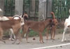 Badulla sees uptick in dog bites with nearly 6,700 cases in 2024