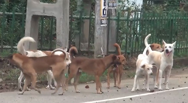 Badulla sees uptick in dog bites with nearly 6,700 cases in 2024