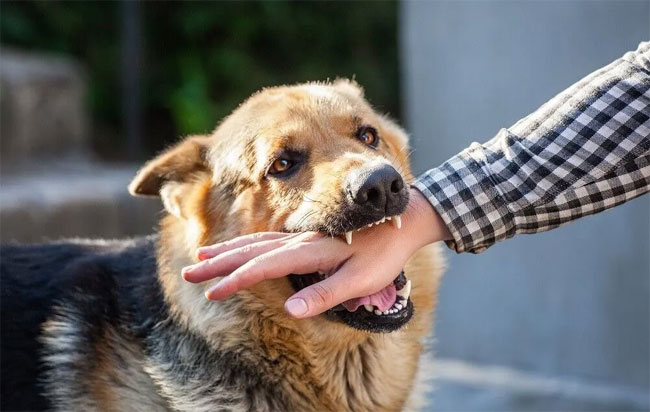 Nearly 300,000 dog bites reported annually in Sri Lanka